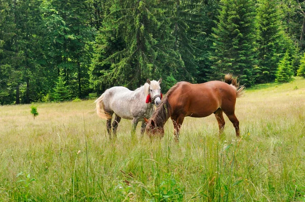 Een Paar Prachtige Paarden Zijn Grazen Weide Van Een Bos — Stockfoto