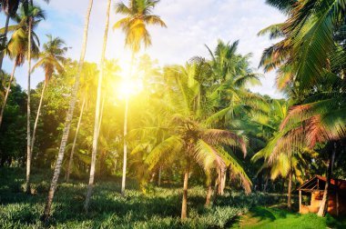 Hindistan cevizi avuç içi ve ananas ekimi tropikal bahçe. Shri Laka. Tatil kavramı