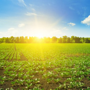 Pitoresk yeşil pancar alan ve mavi gökyüzü güneş. Tarım peyzaj.
