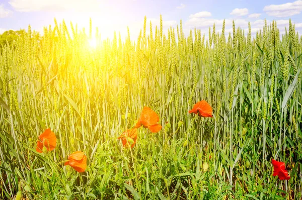 Grüne Wiese Und Sonnenaufgang Blauen Himmel Vor Dem Hintergrund Von — Stockfoto