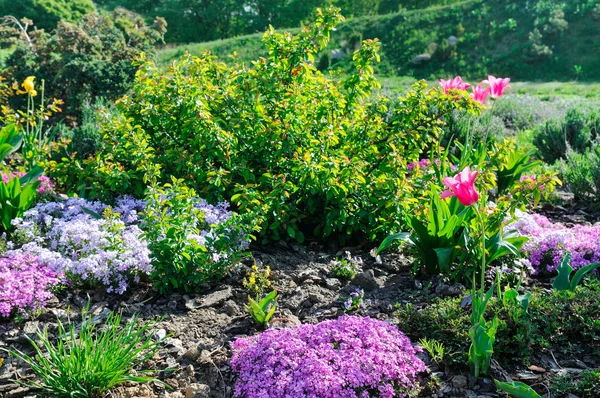 Első Tavaszi Virágok Gyönyörű Virágágyás Okos Napfény Megvilágítja Park — Stock Fotó