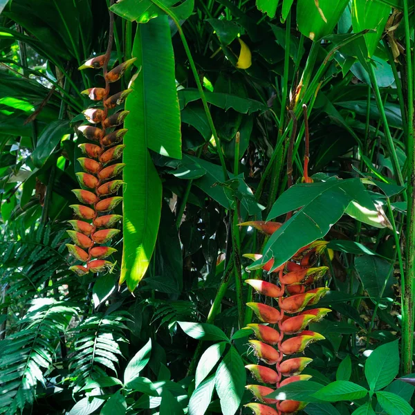 在郁郁葱葱的植被背景下蝎尾蕉热带花卉的特写 — 图库照片