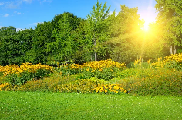 Güzel çiçek ve güneş park. Bahar manzara.