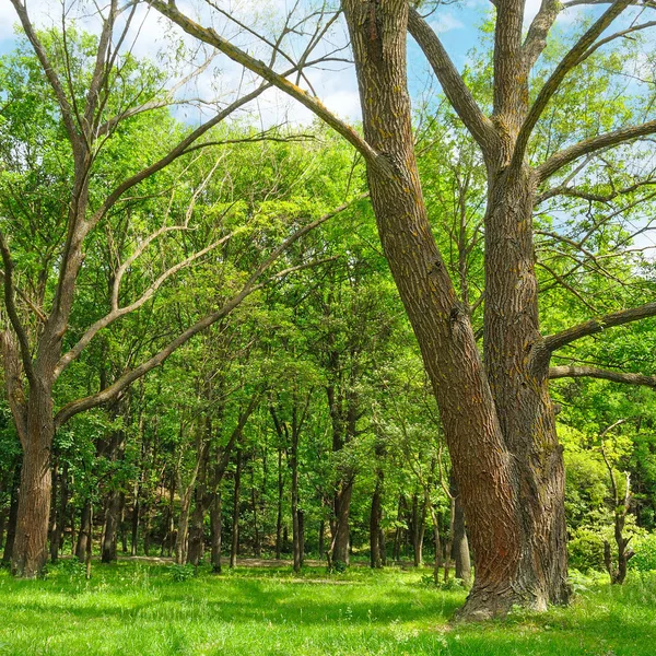 Wald Frühling Mit Grünen Bäumen Und Strahlender Sonne — Stockfoto