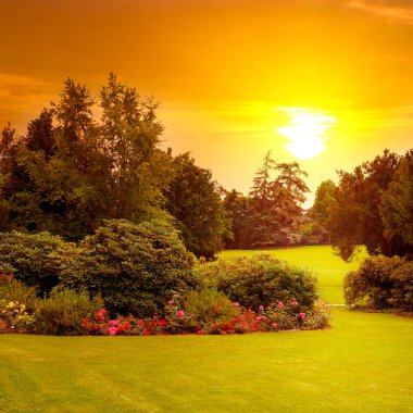 Güzel çiçek ve gündoğumu yaz park.