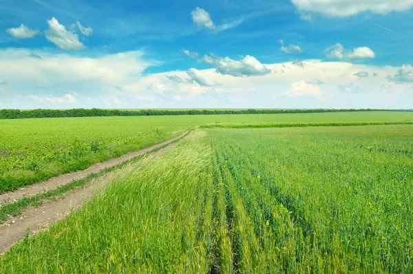 Campo Con Espigas Maduras Trigo Cielo Azul Nublado Paisaje Agrícola —  Fotos de Stock