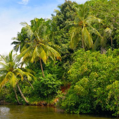 Tropikal palmiye orman nehir kıyısında. Sri Lanka. Pitoresk ve muhteşem sahne.