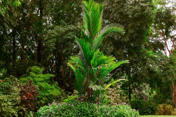 Wspaniały Park Tropikalny Pięknych Drzew Kwiatów — Zdjęcie stockowe
