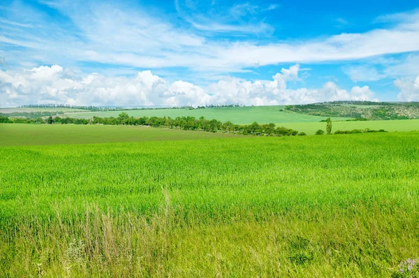 Grönt Fält Och Blå Himmel Med Ljusa Moln Landskap Inom — Stockfoto