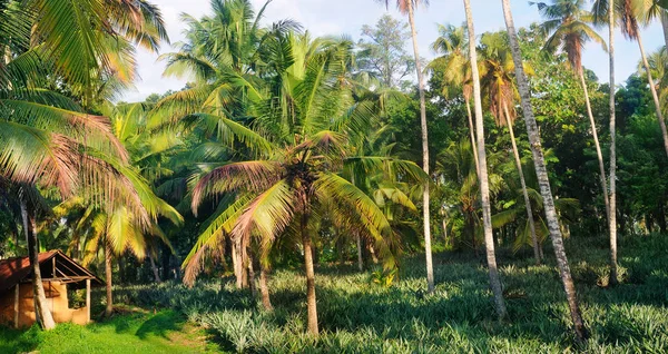 Jardim Tropical Com Coqueiros Uma Plantação Abacaxi Shri Laka Cena — Fotografia de Stock