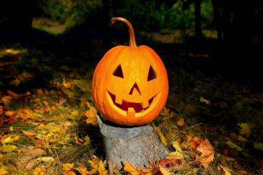 Kabak kafalı bir arka plan bir sonbahar ormanı. Halloween eğlenceli bir tatil.