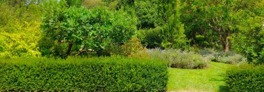 Ağaçlar, bir hedge ve bir yaz parkta çim. Parlak güneşli bir günde. Geniş fotoğraf.