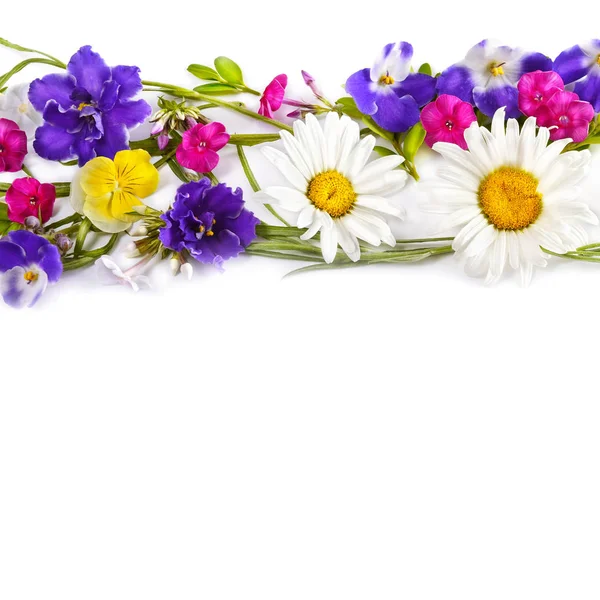 花の飾り カモミールとバイオレットは 白い背景で隔離 フラット横たわっていた トップ ビュー テキスト用の空き容量 — ストック写真