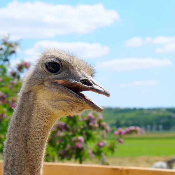 Ostrich Bird Head Neck Close Scenic Landscape — Stock Photo, Image