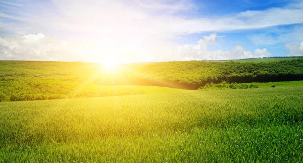 Grönt Fält Och Blå Himmel Med Lätta Moln Ovanför Horisonten — Stockfoto