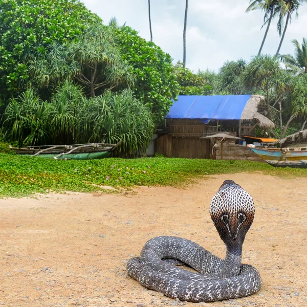 Kobra Królewska Dzikiej Przyrody Sri Lanka — Zdjęcie stockowe