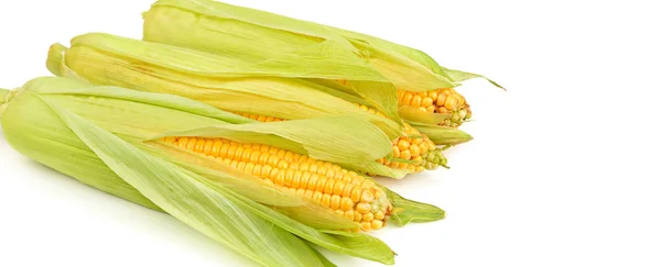 Corn Cobs Isolated White Background Wide Photo Free Space Text — Stock Photo, Image