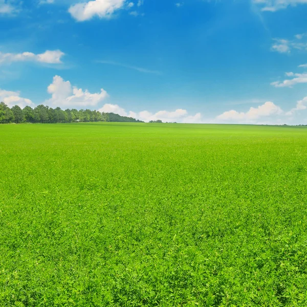 Champ Vert Ciel Bleu Avec Légers Nuages Paysage Agricole — Photo