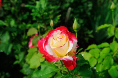 Güzel güller yaz bahçesinde. Parlak güneşli bir günde.