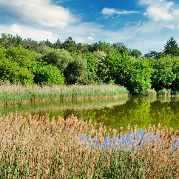 风景如画的湖泊 夏日的森林在河岸和天空 阳光明媚的一天 — 图库照片