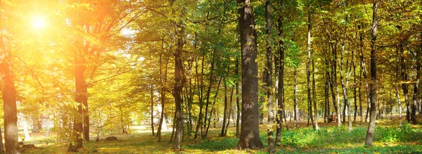 Sarı Yaprakları Gün Batımı Ile Sonbahar Ormanı Geniş Fotoğraf — Stok fotoğraf