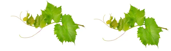 Vine Leaves Isolated White Background Wide Photo — Stock Photo, Image