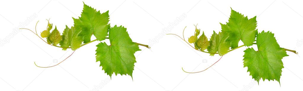 Vine and leaves isolated on white background. Wide photo.