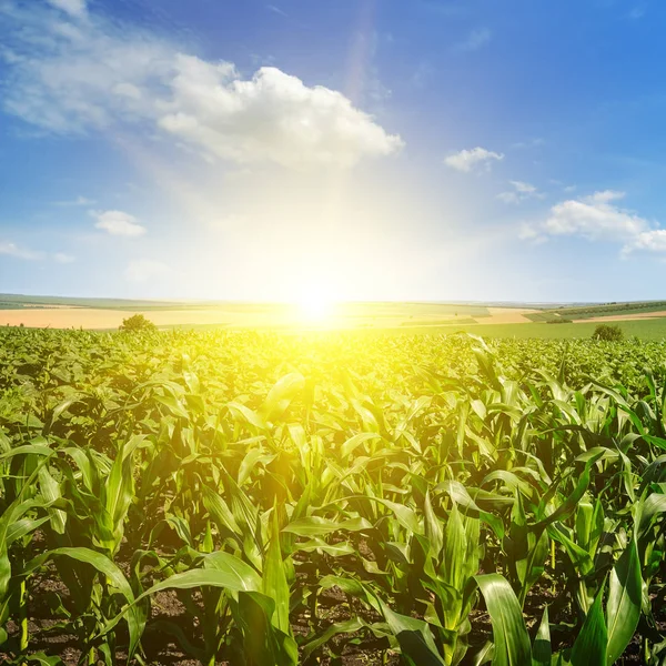 Gröna Sädesfält Och Ljusa Sunrise Mot Den Blå Himlen Jordbrukslandskapet — Stockfoto
