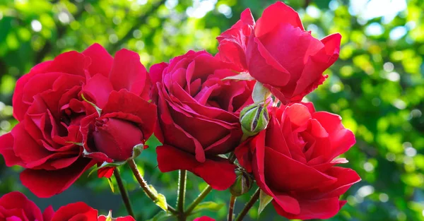 Красивые Розы Летнем Саду Яркий Солнечный День Широкое Фото — стоковое фото