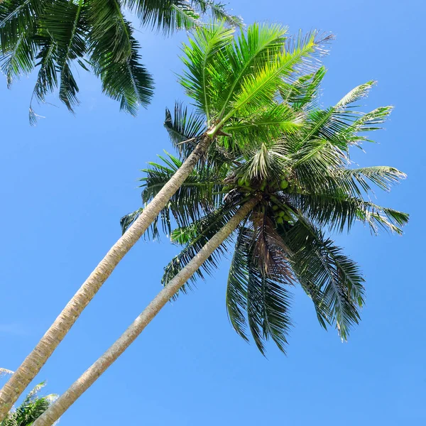 Palme Tropicali Alberi Contro Cielo Blu — Foto Stock