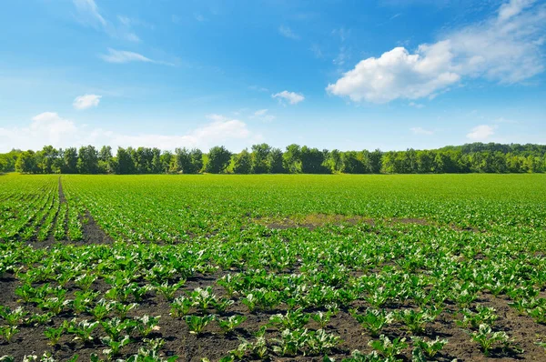 Malerisches Grünes Rübenfeld Und Blauer Himmel Mit Leichten Wolken Agrarlandschaft — Stockfoto