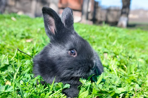 Little Rabbit Green Grass Background — Stock Photo, Image