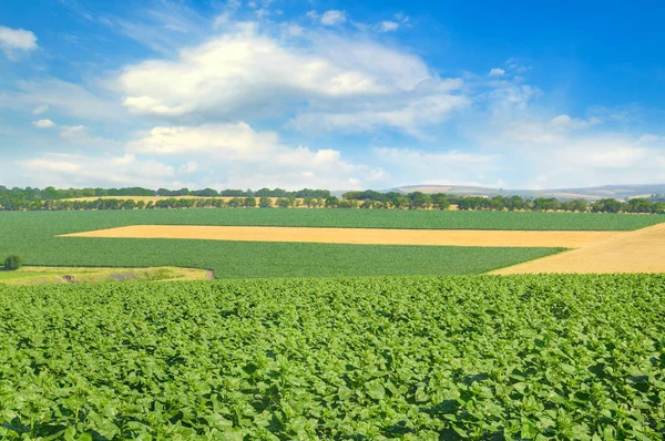Green Field Blue Sky Light Clouds Agricultural Landscape — Stock Photo, Image