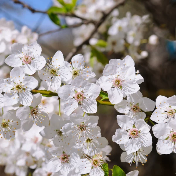 Flores Primavera Hermosa Rama Árbol Floreciente Cereza Sakura Sol Con — Foto de Stock