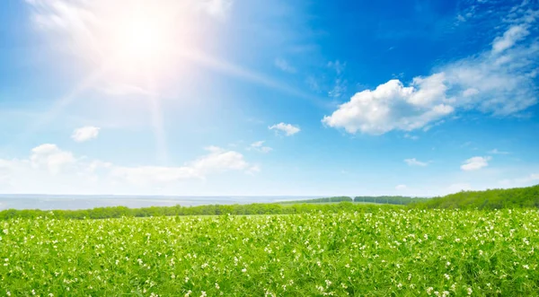 Grüne Erbsenfelder Und Sonnenaufgang Blauen Himmel Frühling Landwirtschaftliche Landschaft Wide — Stockfoto