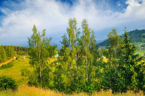 Svahy Hor Jehličnatých Stromů Mraky Večerní Obloze Malebné Nádherná Scéna — Stock fotografie