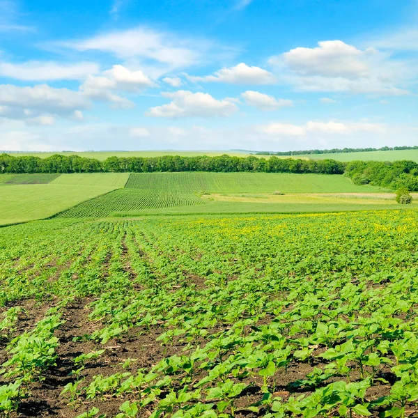 Hilly Green Field Blue Sky Agricultural Landscape — Stock Photo, Image