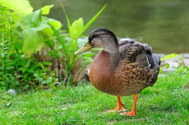 Bir drake yakın, bir çim üzerinde duran. Parlak güneşli bir gün.