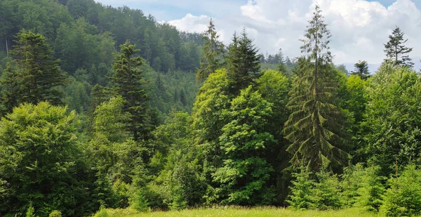 Sluttningarna Bergen Barrträd Och Moln Kvällshimlen Pittoresk Och Vacker Scen — Stockfoto