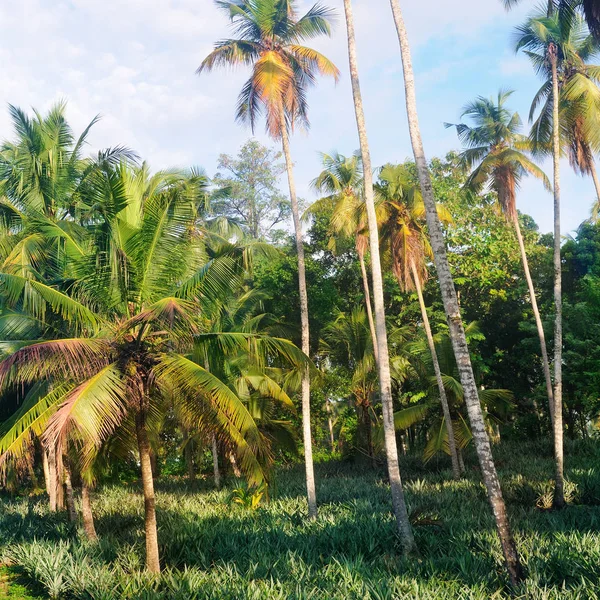 Jardin Tropical Avec Cocotiers Plantation Ananas Shri Laka — Photo
