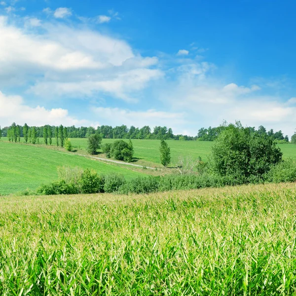 Champ Vert Avec Maïs Ciel Nuageux Bleu Paysage Agricole — Photo