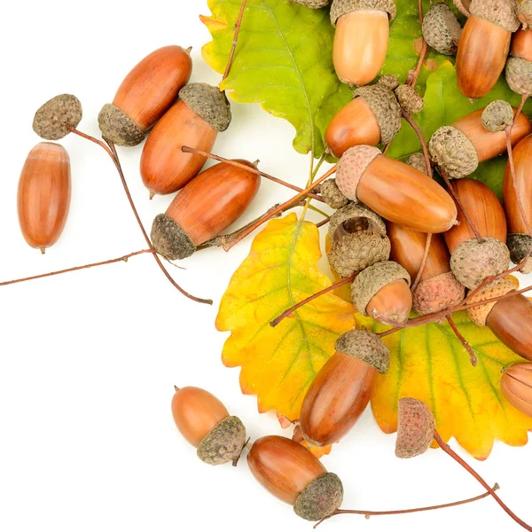 Acorns Oak Leaves Isolated White Background Flat Lay Top View — Stock Photo, Image