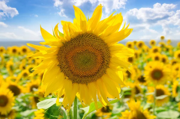 向日葵的花朵对蓝天和盛开的田野 农业景观 — 图库照片