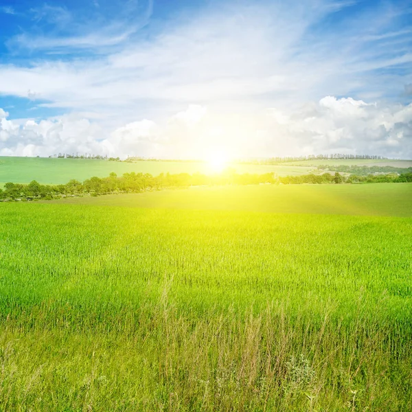 Green Field Blue Sky Light Clouds Horizon Bright Sunrise Agricultural — Stock Photo, Image