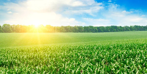 Green Field Corn Blue Cloudy Sky Sunrise Horizon Wide Photo — Stock Photo, Image