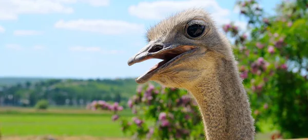 Ostrich Bird Head Neck Close Scenic Landscape Wide Photo — Stock Photo, Image