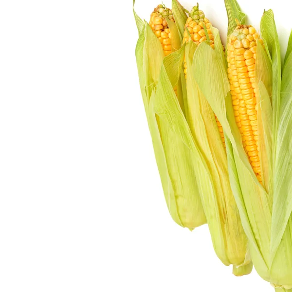 Corn Cobs Isolated White Background Free Space Text — Stock Photo, Image