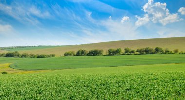 Yeşil alan ve açık bulutlu mavi gökyüzü. Tarım arazisi. Geniş resim .