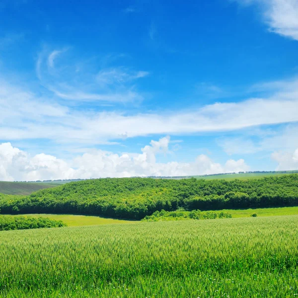 Grönt Fält Och Blå Himmel Med Ljusa Moln Landskap Inom — Stockfoto