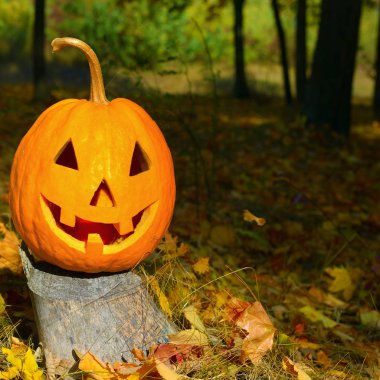 Kabak kafalı bir arka plan bir sonbahar ormanı. Halloween eğlenceli bir tatil.